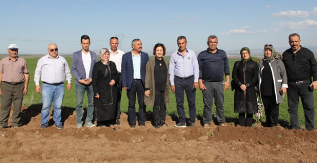 Alaca tarımına “lavanta” desteği