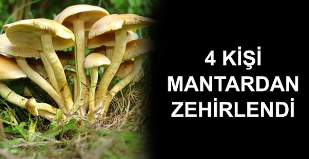 Çorum’da 4 kişi mantardan zehirlendi