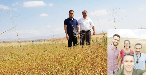 Amerikalılar, Alaca'da çörek otu tarlasını inceledi