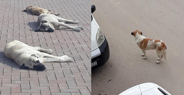 Başıboş köpekler tehlike saçıyor