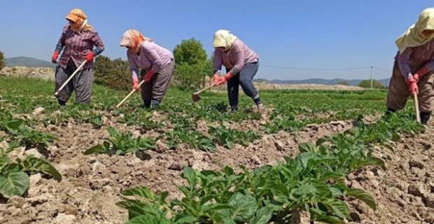 İki kooperatif Merkez Tarım Kredi Kooperatifine bağlandı