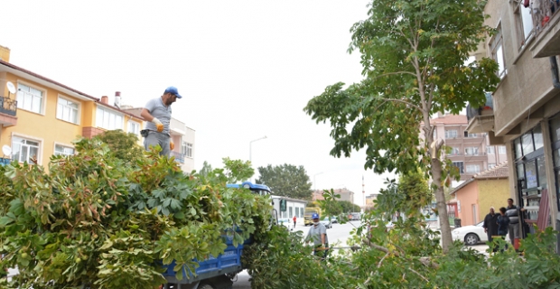 Alaca'da ağaçlar budandı