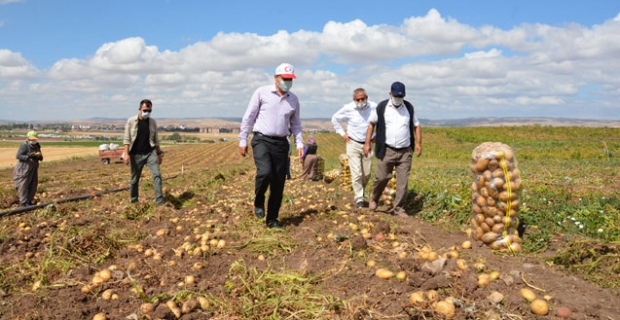 Patates hasadını incelediler