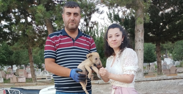 Başkan Şaltu yavru köpeğe sahip çıktı!