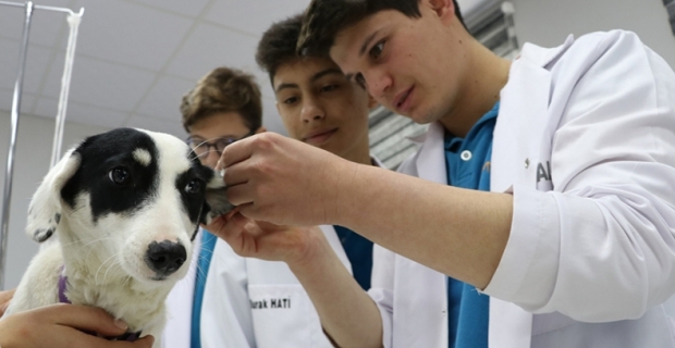 İş garantili Veteriner Teknisyenliği Meslek Lisesi açılacak