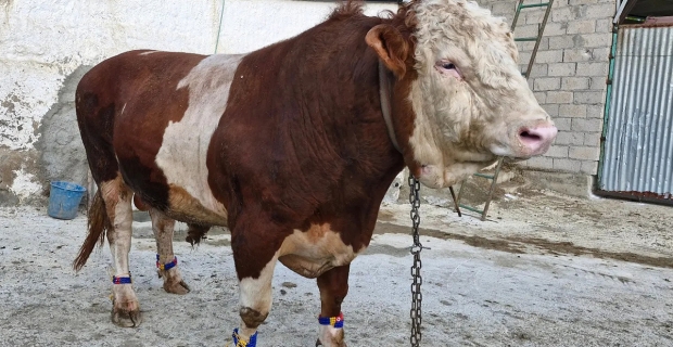 Alaca'da 1 tonluk 'Paşa' alıcısını bekliyor