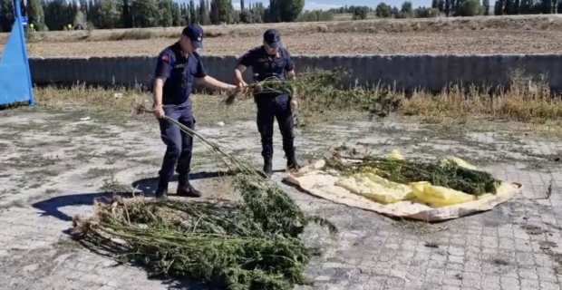 Alaca'da ele geçirilen 21 kök kenevir imha edildi