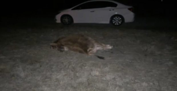 Danaya çarpan otomobildeki 2 kişi hastanelik oldu