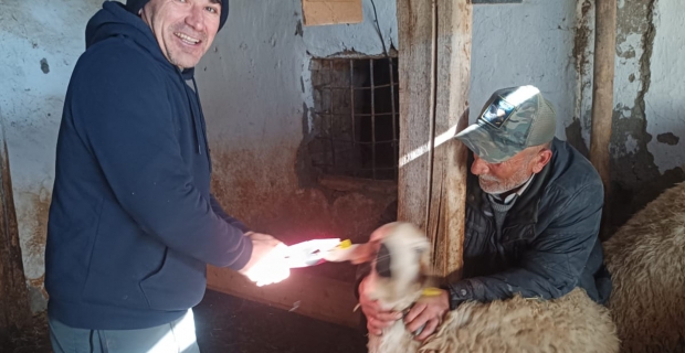 Alaca’da küçükbaş hayvanlar için küpeleme çalışmaları sürüyor