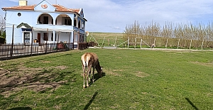 Alaca'nın Gözdesi Veli Çayırı Ziyaretçilerini Bekliyor