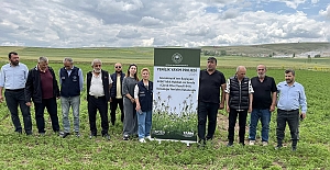 4 bin yıllık yolculuk: Alacahöyük’ten doğan “Habbet-üs Sevda” çörek otuyla yeniden vatanında