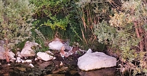 Alaca’da Sıra Dışı Görüntü: Tilki Serinlemek İçin Baraja Girdi