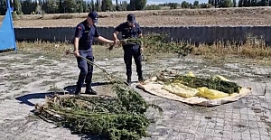 Alaca'da ele geçirilen 21 kök kenevir imha edildi