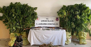 Alaca’da uyuşturucu operasyonu: 1 kişi tutuklandı