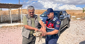 Yol kenarında bulundu, uçamıyordu: Şahin koruma altına alındı