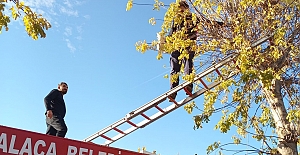 Ağaçta mahsur kaldı: Yardımına itfaiye yetişti