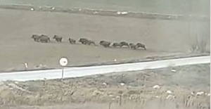 Alaca’da aç kalan domuzlar yerleşim yerlerine yaklaştı