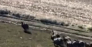 Akpınar Köyü’nde tarlaları talan ettiler