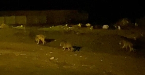 Alaca'da aç kalan kurtlar köye indi