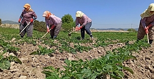 İki kooperatif Merkez Tarım Kredi Kooperatifine bağlandı