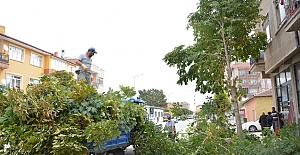 Alaca'da ağaçlar budandı