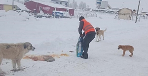 Alaca Belediyesi sokak hayvanlarını unutmadı