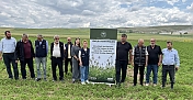 4 bin yıllık yolculuk: Alacahöyük’ten doğan “Habbet-üs Sevda” çörek otuyla yeniden vatanında