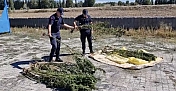 Alaca'da ele geçirilen 21 kök kenevir imha edildi