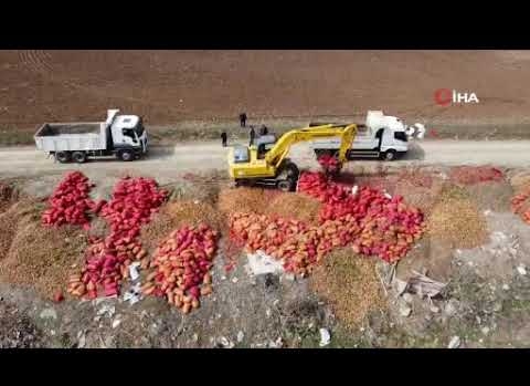 Alaca'da yol kenarına tonlarca soğan döküldü